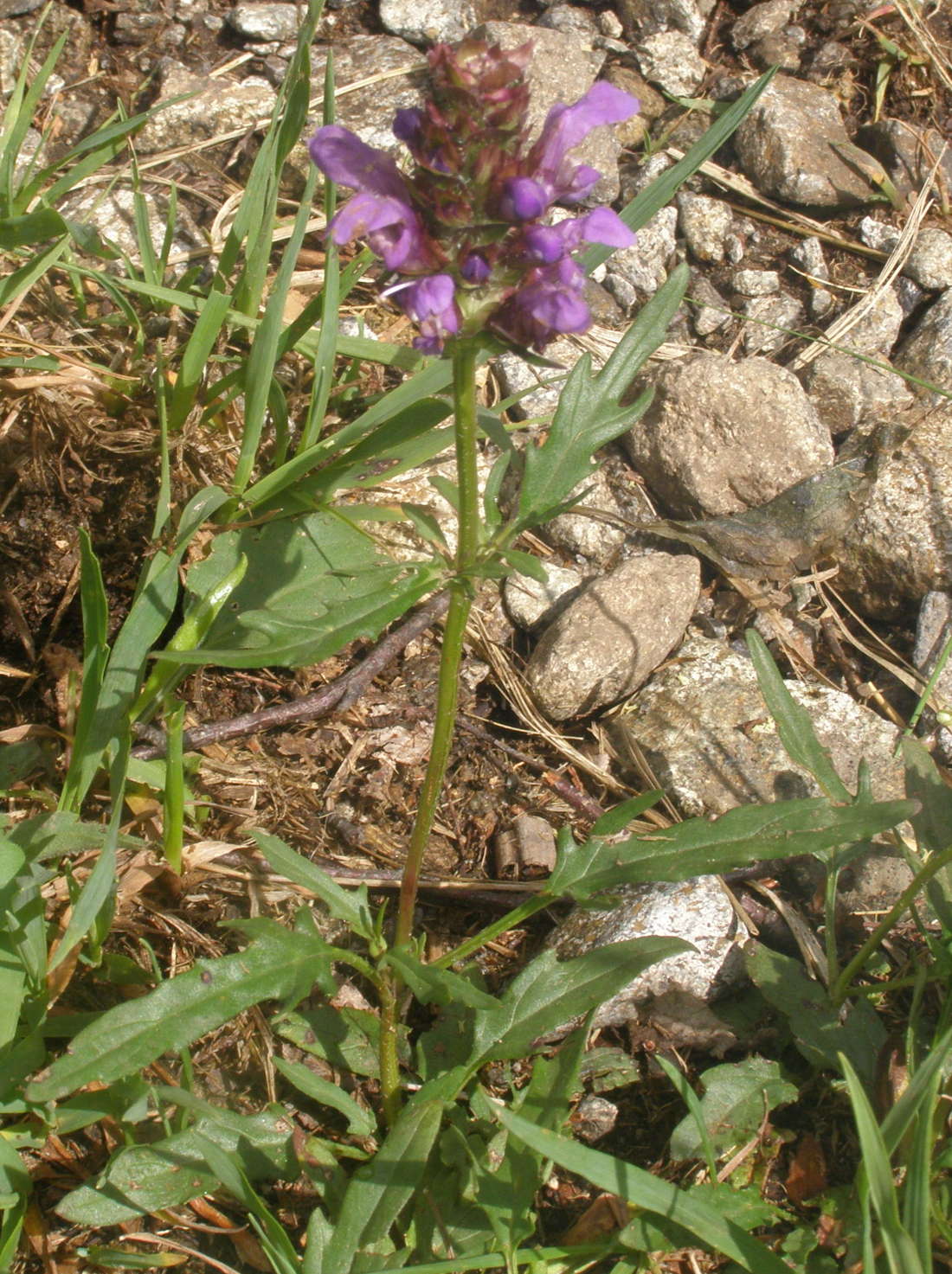 Prunella laciniata (Lamiaceae)